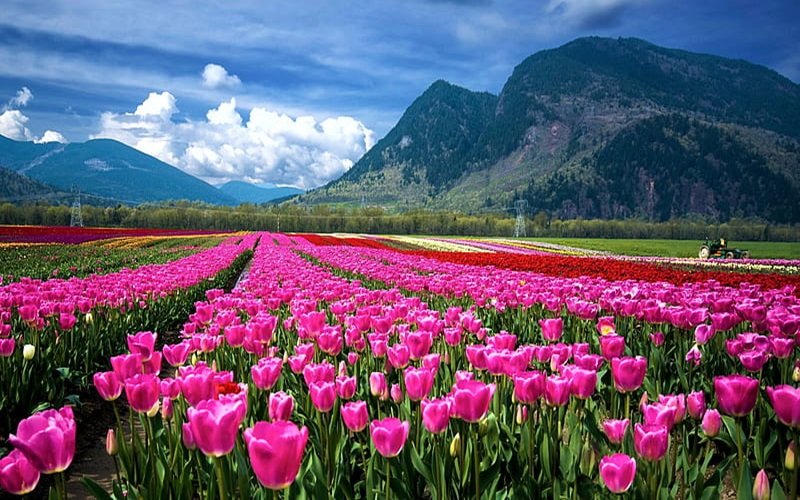Kashmir Tulip Festival Package